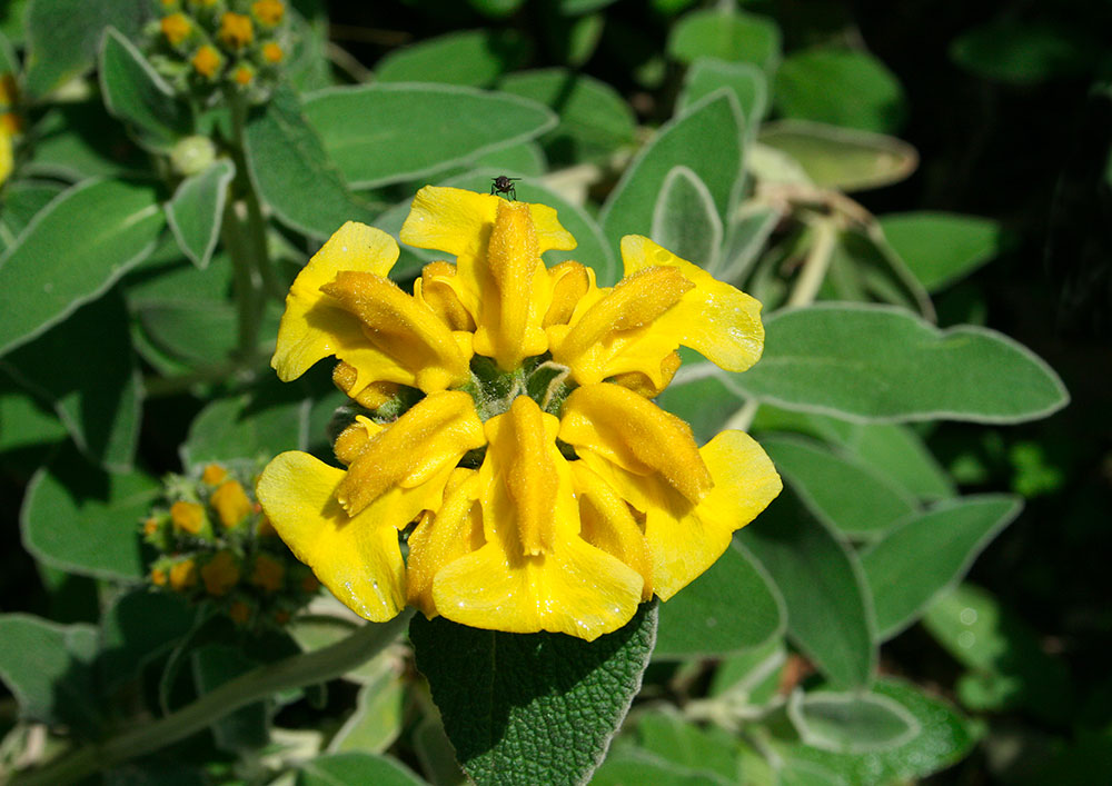 Phlomis