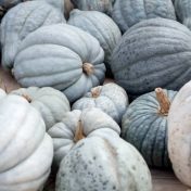 Courge Potiron Bleu de Hongrie