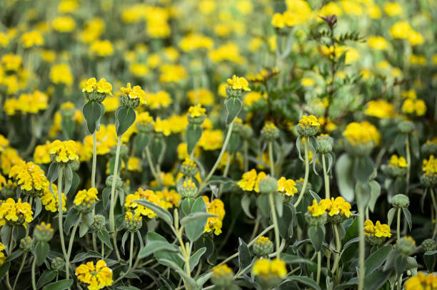 Phlomis - Image 2