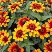 Zinnia