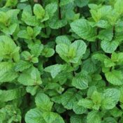 Menthe