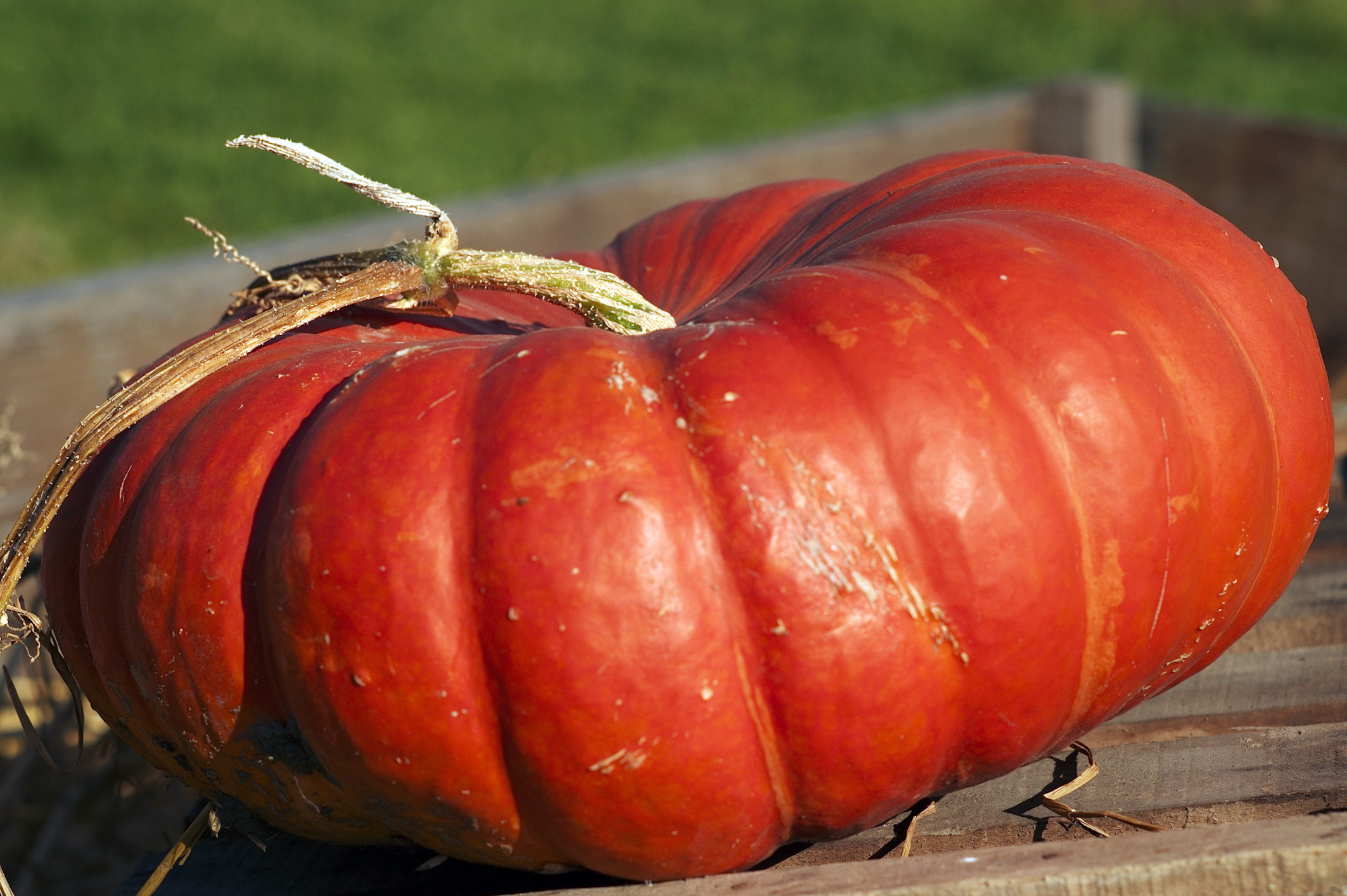 Courge Rouge vif d'étampes