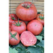 Tomate Gregory Altai